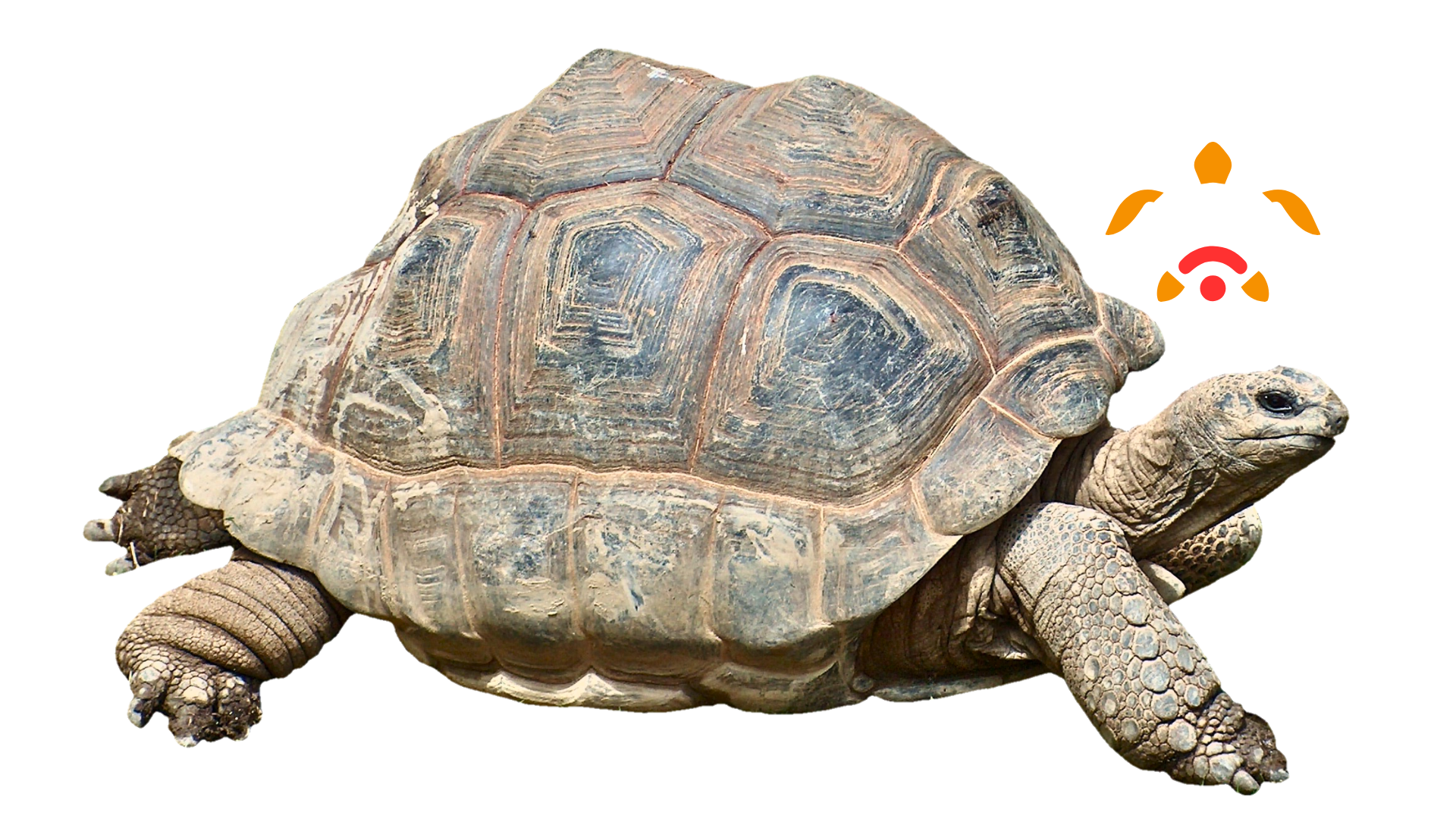 Slow turtle illustration